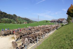 Viehschauplatz Hasle 3